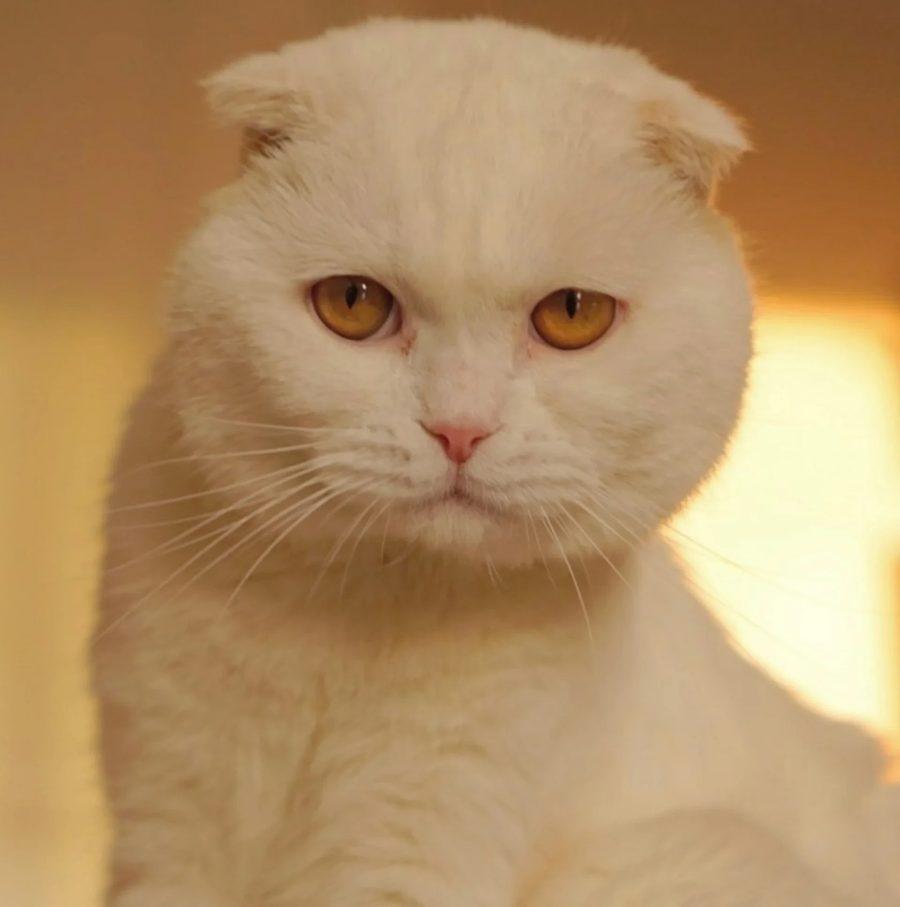 Real photo of Aden's face